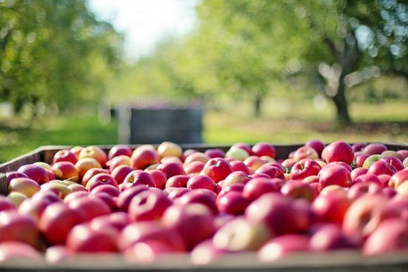 В Краснодарском крае урожай фруктов и ягод превысил 76 тыс. тонн