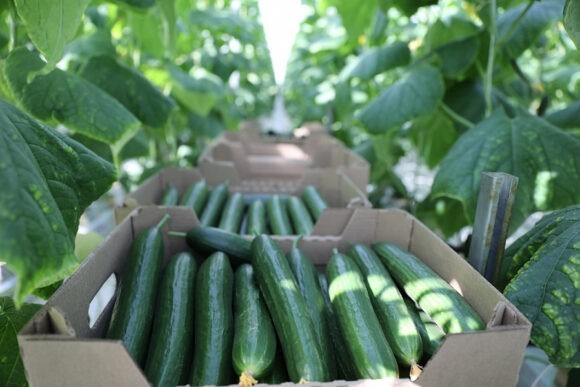 В 2020 году на Кубани планируют собрать около 800 тыс. тонн овощей