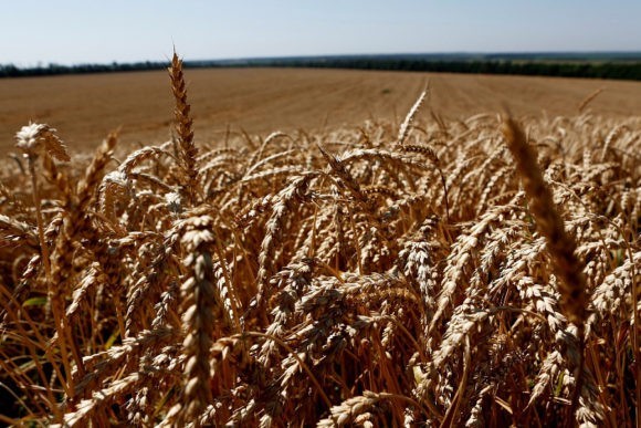  В Краснодарском крае пшеницу уберут с площади порядка 1,5 млн гектаров