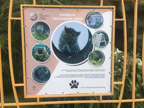В Сочи открыли уличную выставку, посвященную леопардам