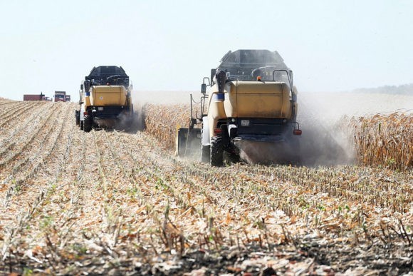 В 2019 году на Кубани урожай зернобобовых культур превысит 13,5 млн тонн