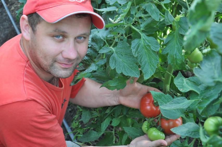 Дмитрий Садовский – занимается овощеводством в Калининском районе