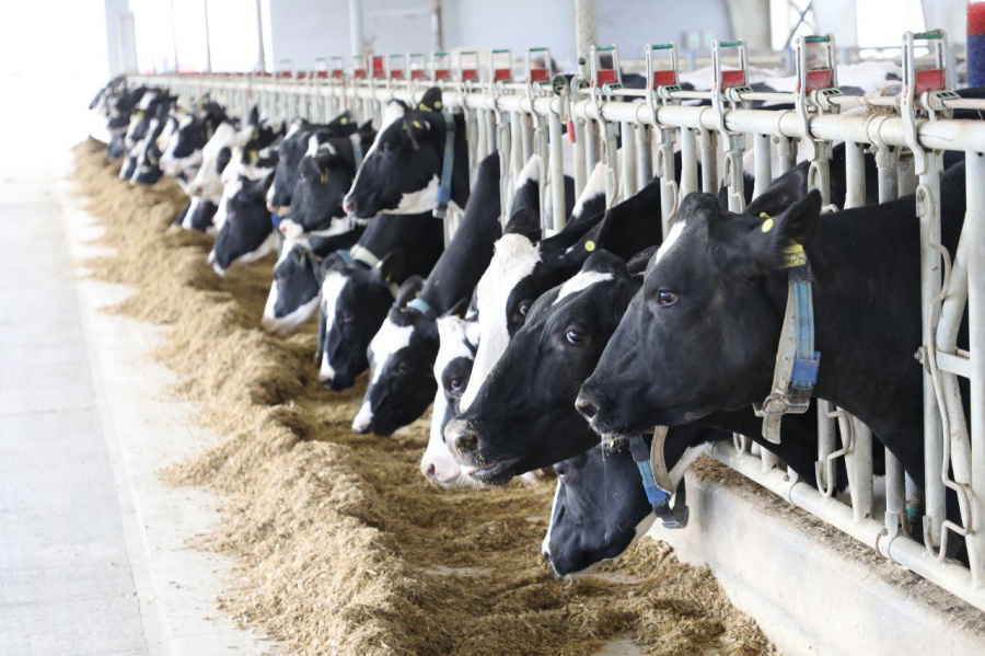 С 2026 года в Краснодарском крае увеличат субсидию на поддержку молочного животноводства