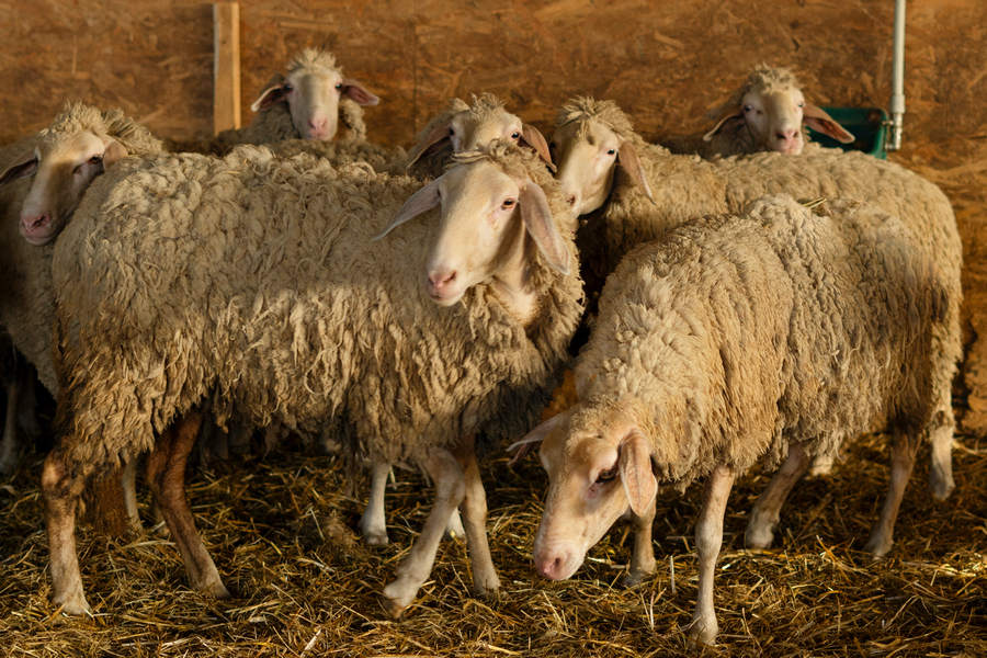 По народному календарю сегодня Аврамий Овчар и Анастасия Овечница 