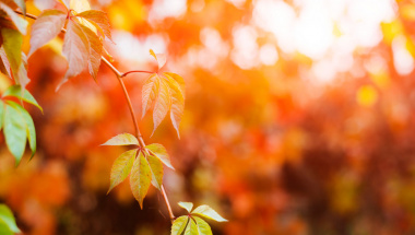 По народному календарю сегодня Дедовские плачи По народному календарю сегодня Дедовские плачи