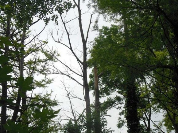 В Геленджике восстановят рощу болотного кипариса