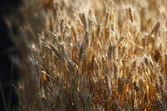 На Кубани стартовала уборка пшеницы
