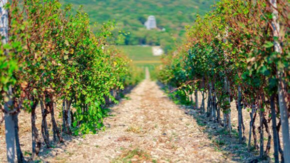 В Краснодарском крае проведут инвентаризацию виноградопригодных земель