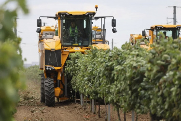 Вениамин Кондратьев: В Краснодарском крае собрали рекордные 305 тысяч тонн винограда Вениамин Кондратьев: В Краснодарском крае собрали рекордные 305 тысяч тонн винограда