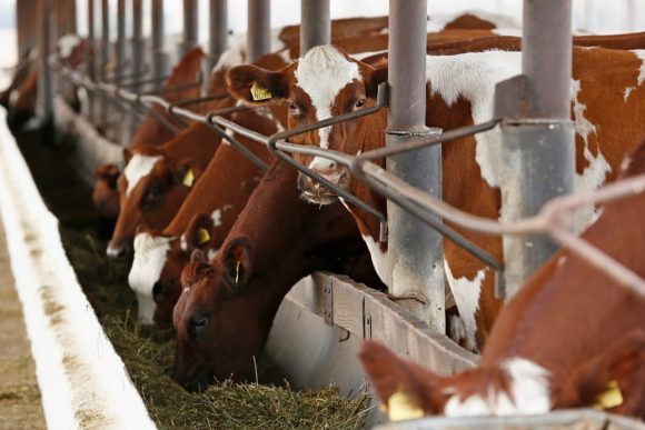Кубань перевыполнила годовой показатель по экспорту мясо-молочной продукции на 15%