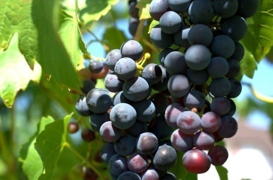 Вениамин Кондратьев обратился к депутатам Госдумы с инициативой законодательно закрепить статус виноградопригодных земель