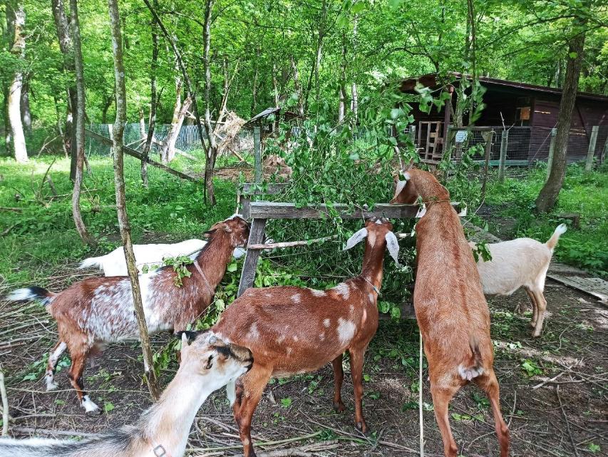 Владимир Черный – занимается козоводством и производством продукции из козьего молока в Северском районе 