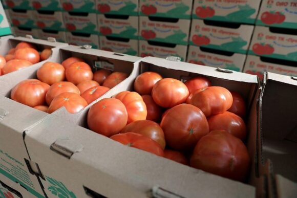 В 2020 году производство тепличных овощей на Кубани выросло почти на 20%