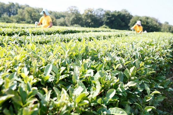 На Кубани урожай чая вырос на 17%