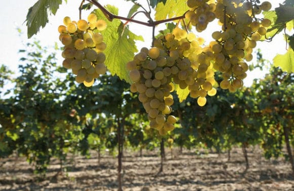 Виноградарей и виноделов Крыма и Кубани поддержат субсидиями