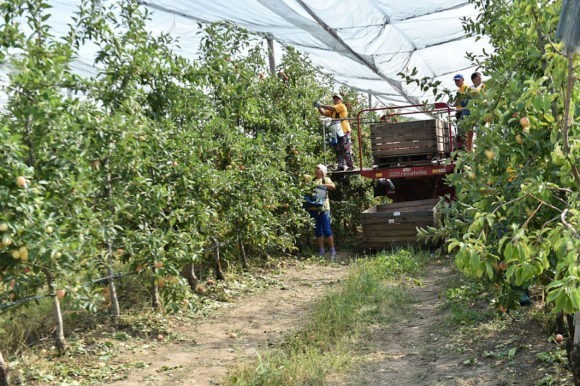 На Кубани с начала года собрано почти 9 тыс. тонн фруктов и ягод